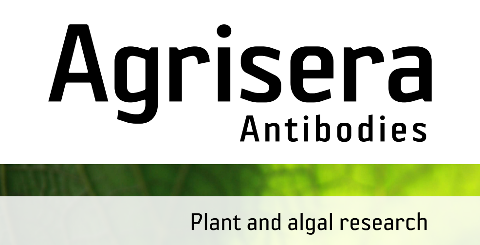 Agrisera MicroRNA相關(guān)研究植物蛋白抗體火熱促銷中！